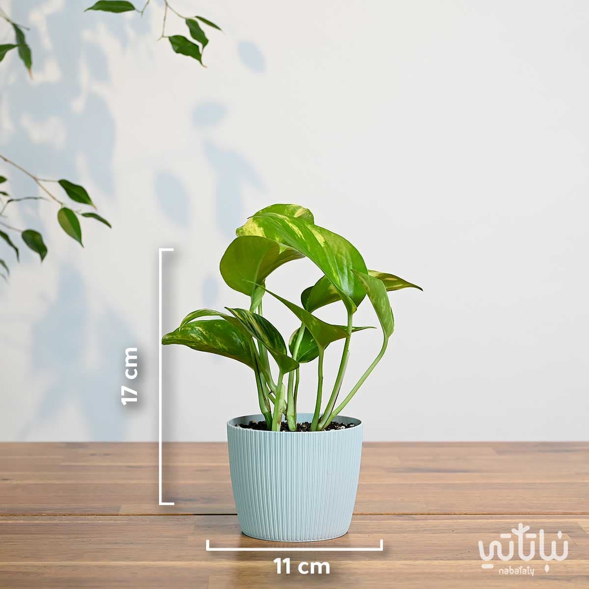 نبتة بوتس صغيرة في اصيص بلاستيك رمادي فاتح مخطط 2