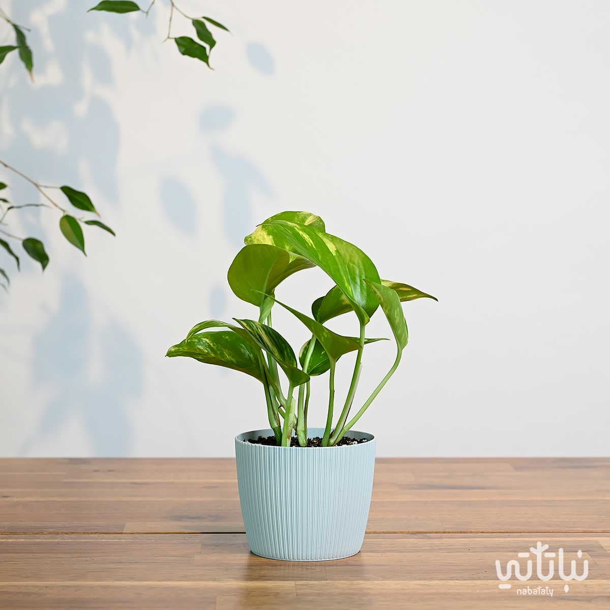 نبتة بوتس صغيرة في اصيص بلاستيك رمادي فاتح مخطط