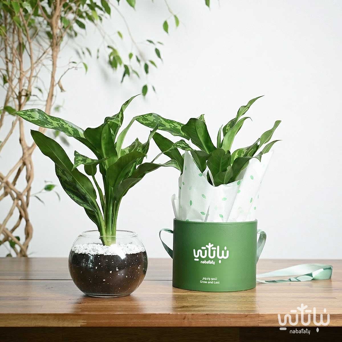 Aglaonema plant gift package