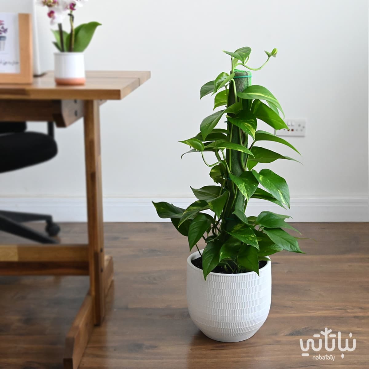 Pothos climbing plant in a white ceramic pot 1