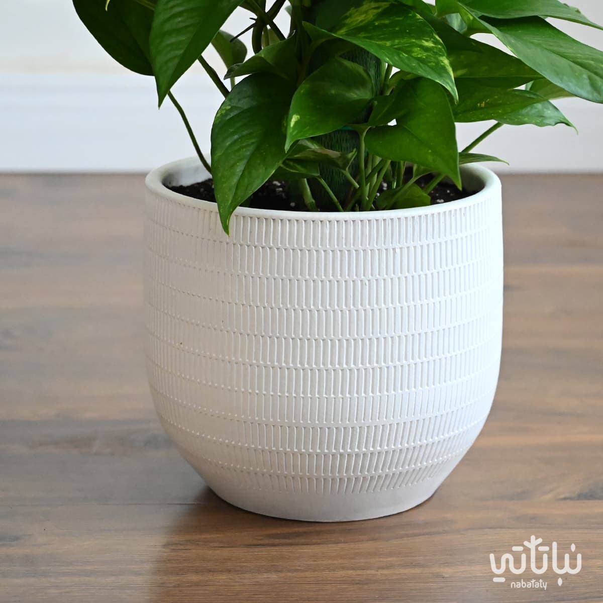 Pothos climbing plant in a white ceramic pot 4