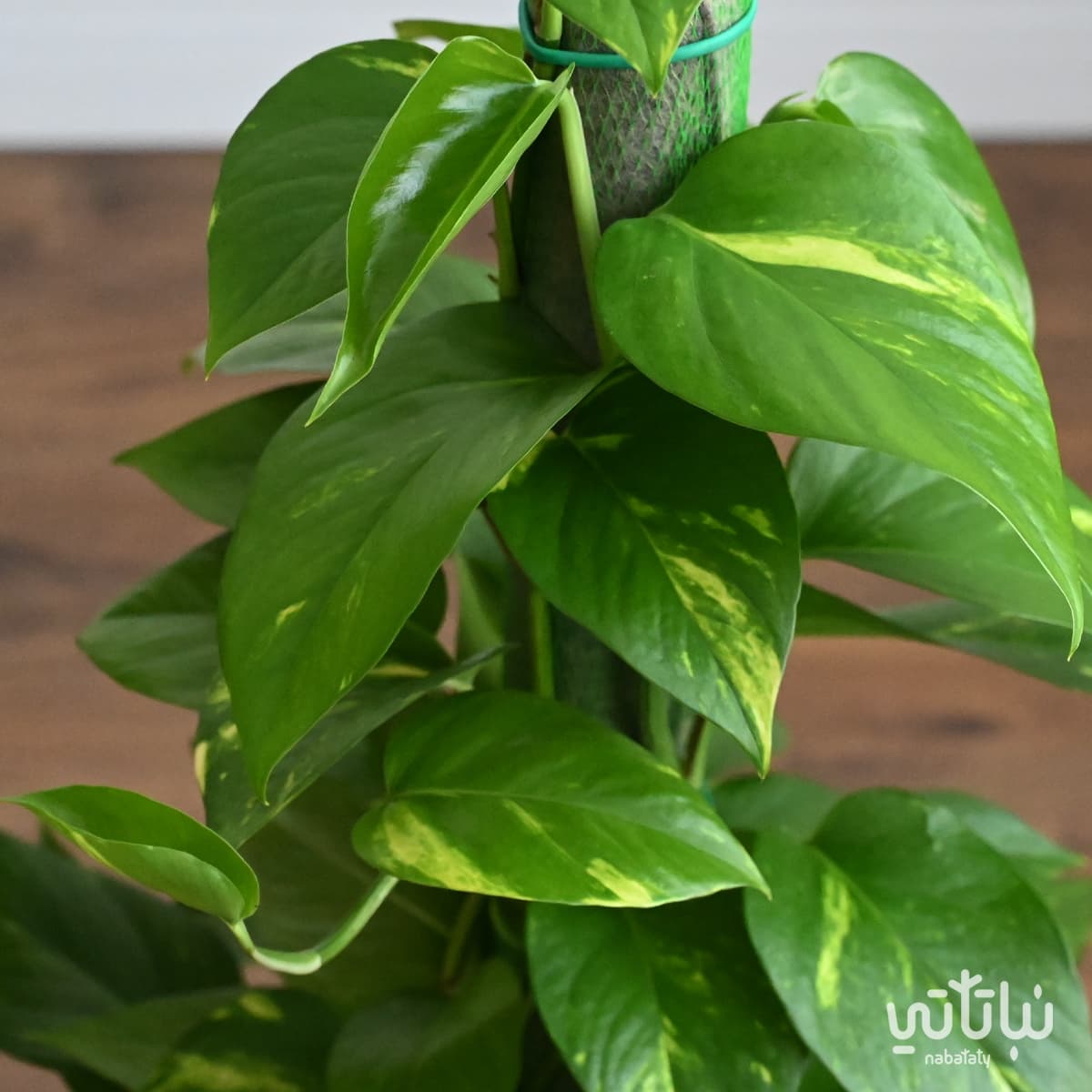 Pothos climbing plant in a white ceramic pot 3