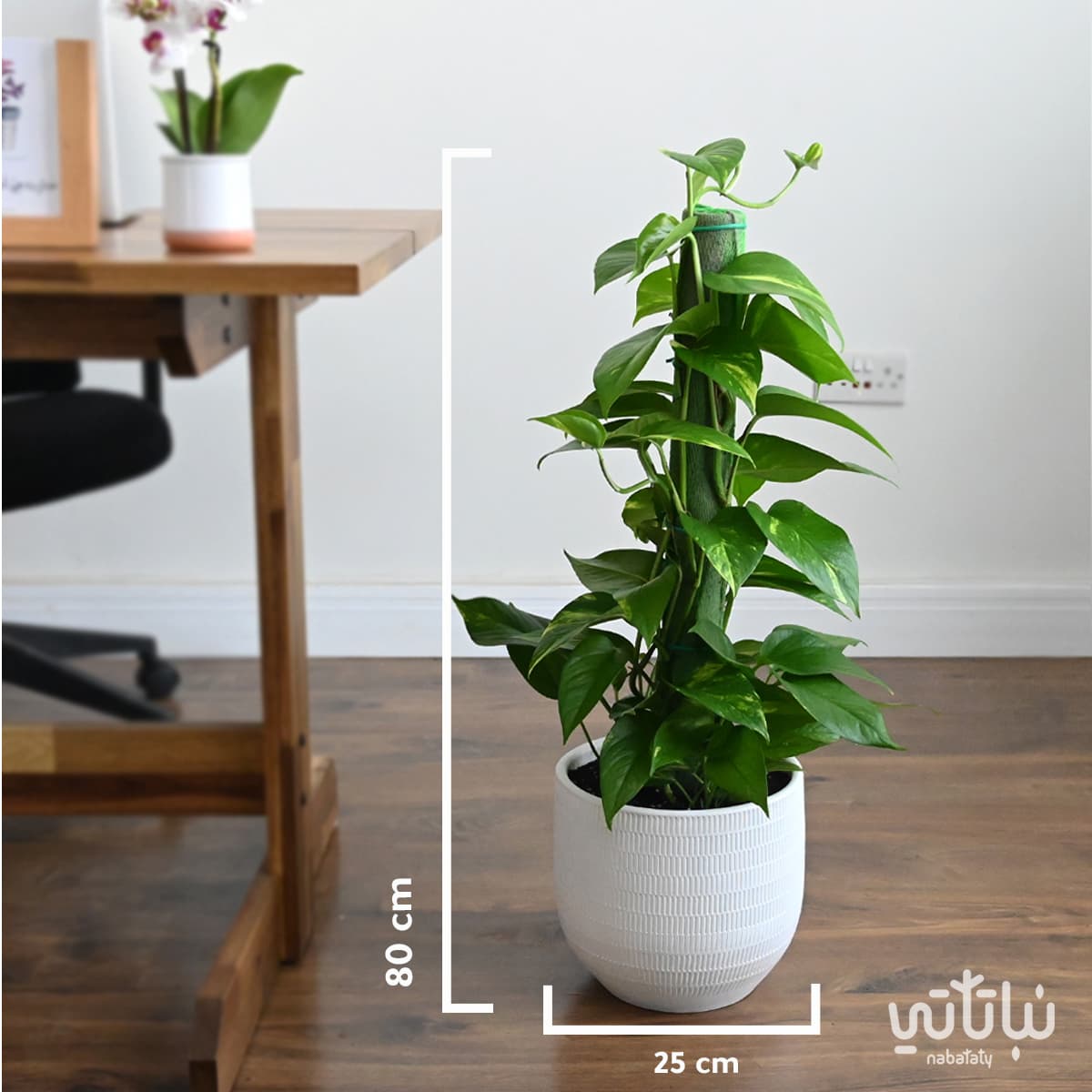 Pothos climbing plant in a white ceramic pot 2