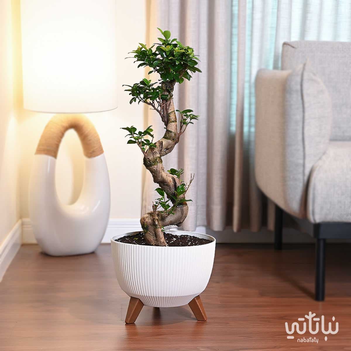 نبتة بونساي كبيرة 70 سم في حوض ابيض مخطط بقاعدة 1