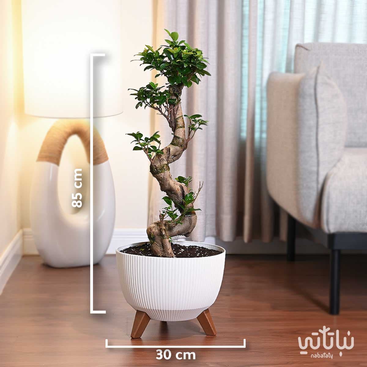 نبتة بونساي كبيرة 70 سم في حوض ابيض مخطط بقاعدة 2