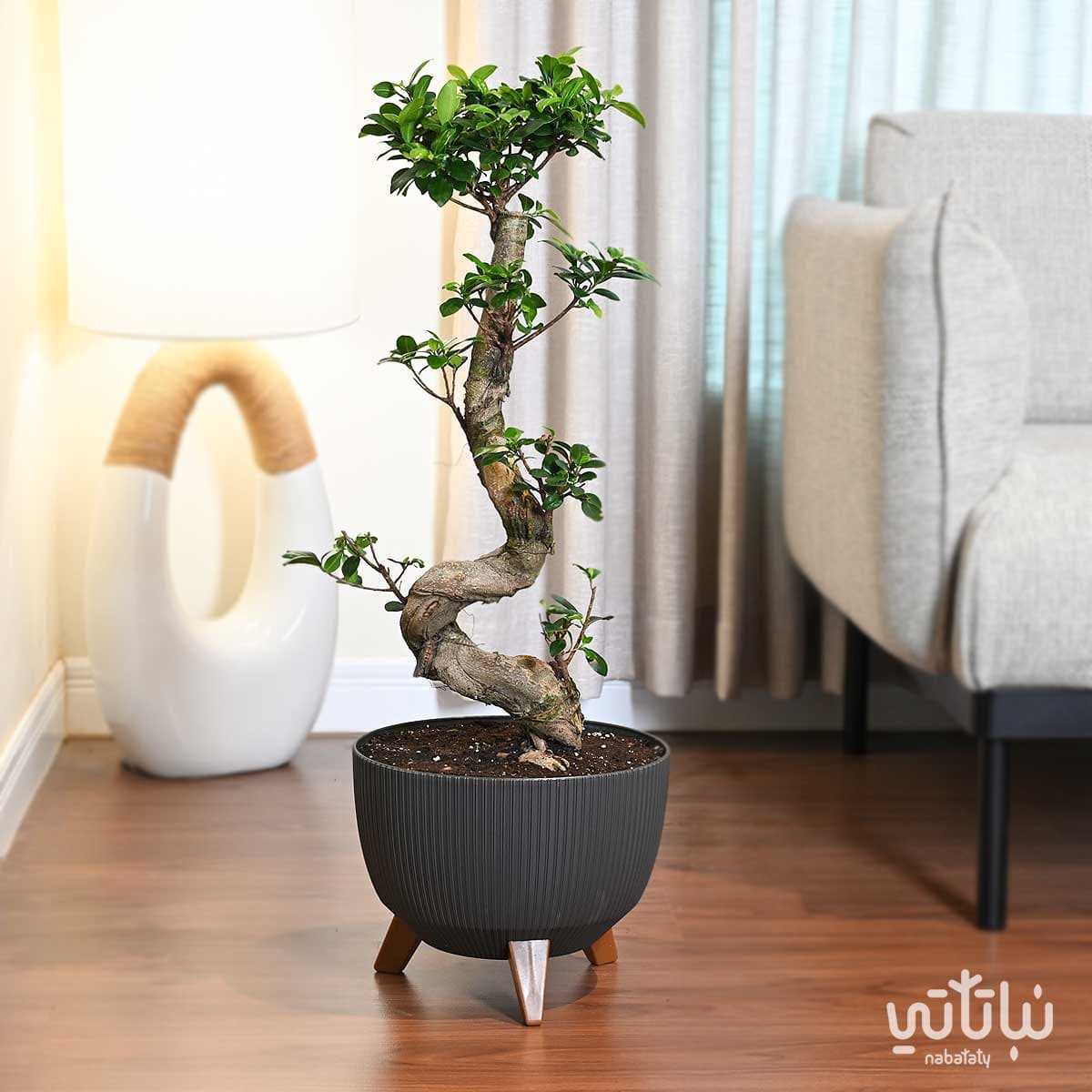 نبتة بونساي كبيرة 70 سم في حوض رمادي غامق مخطط بقاعدة