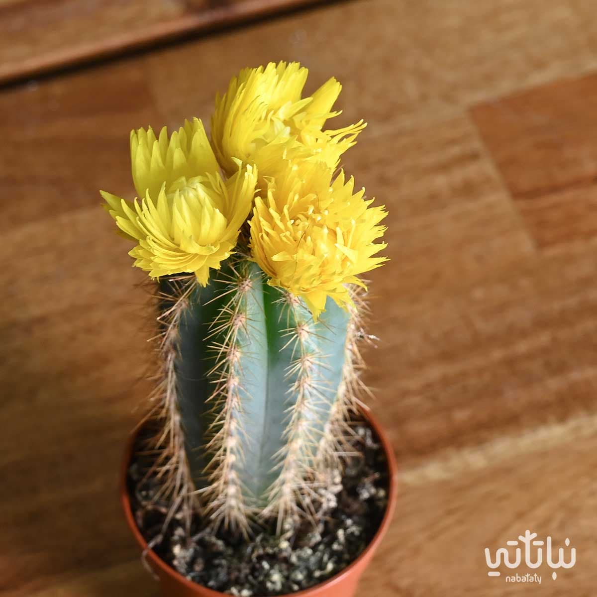 نبتة صبار صغير بورود صفراء 2