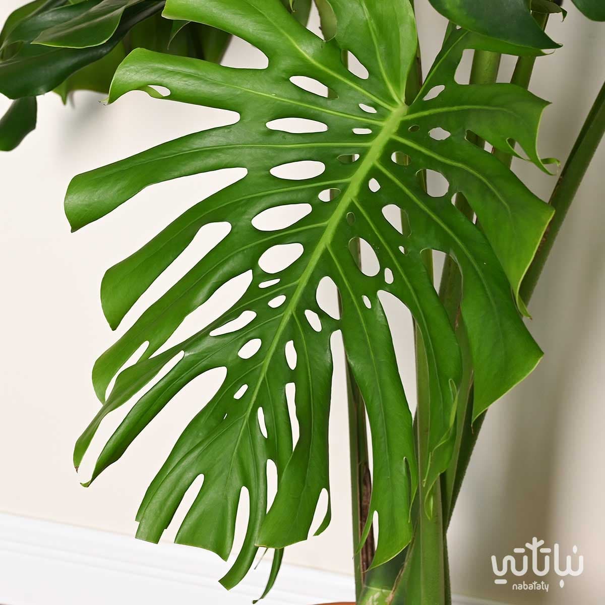 Monstera-rib cage plant with big leaves 2