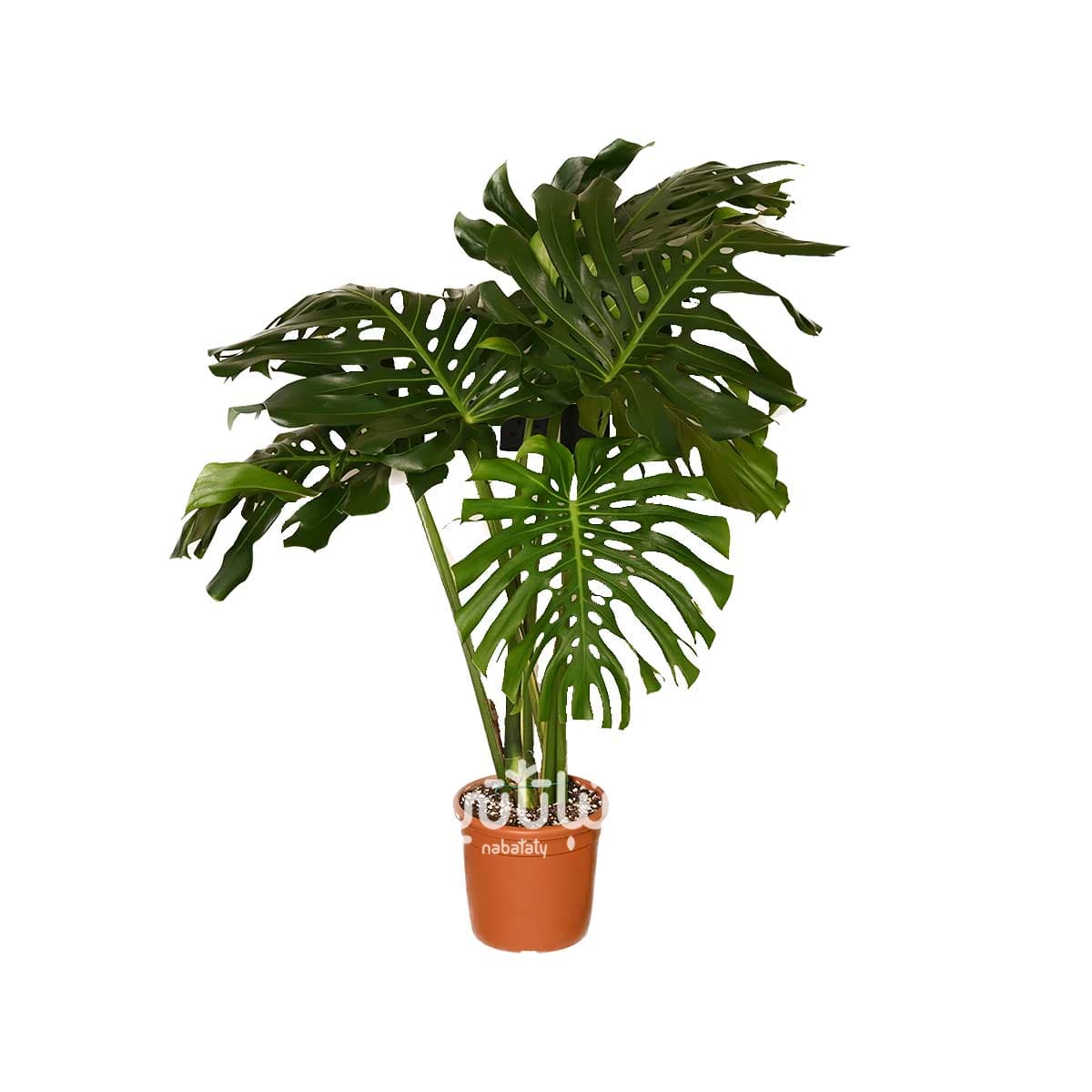 Monstera-rib cage plant with big leaves 1