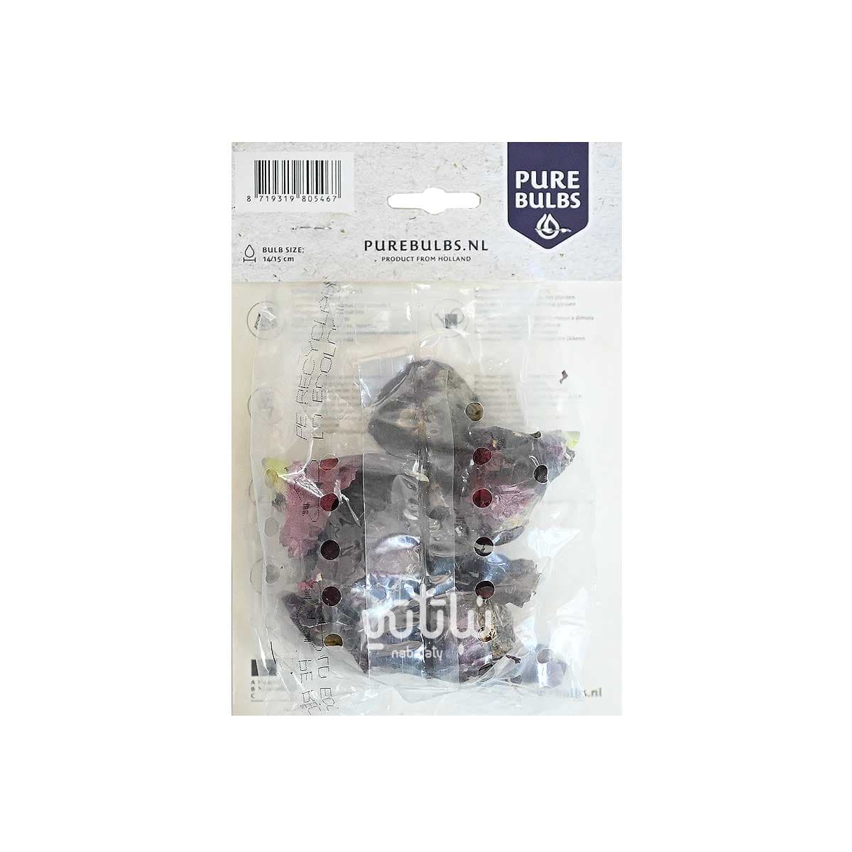 blue hyacinthus bulbs 2