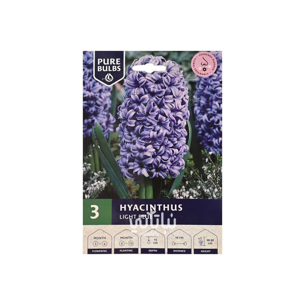 blue hyacinthus bulbs 1