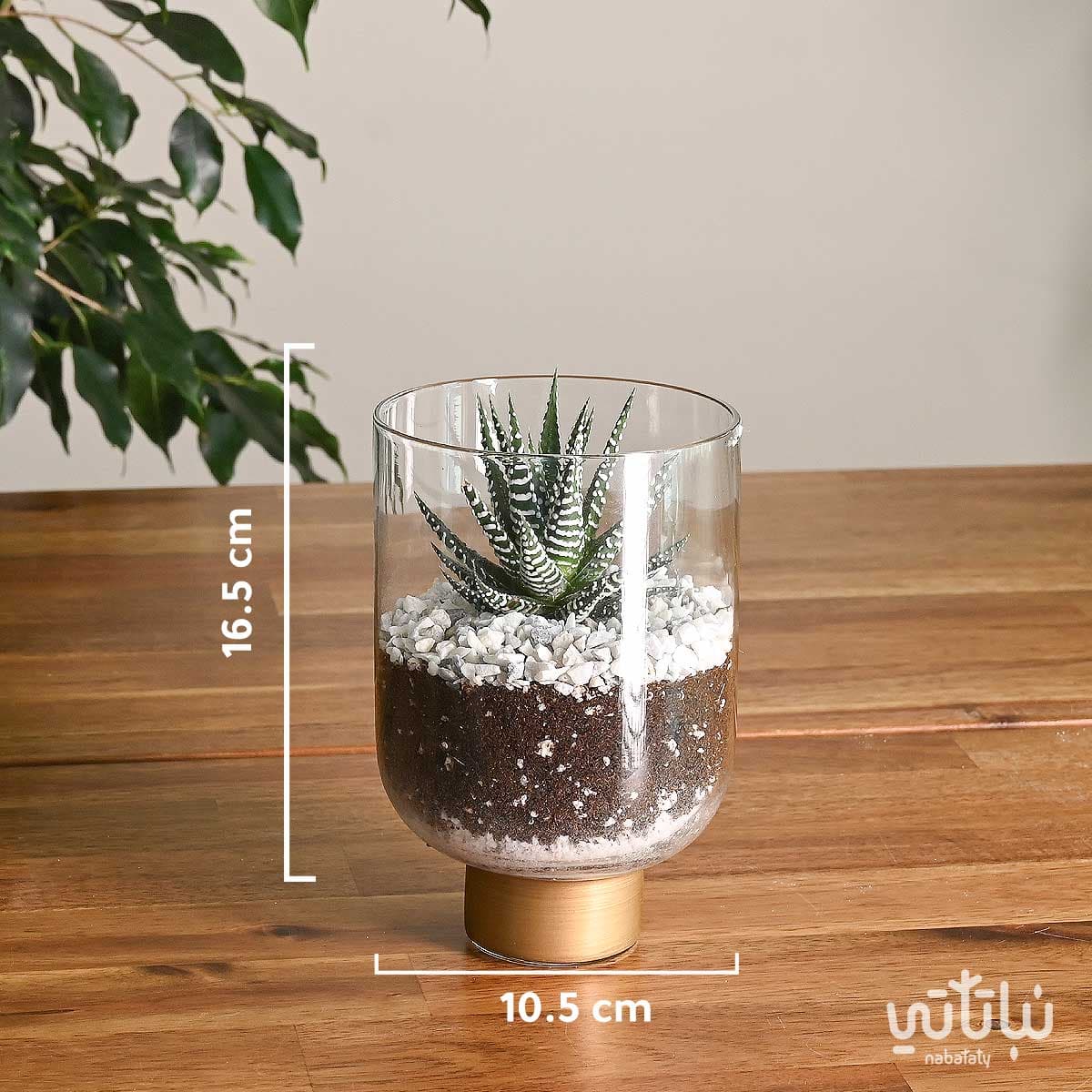 نبتة حوراء القصر صغيرة في فازة زجاجية 2
