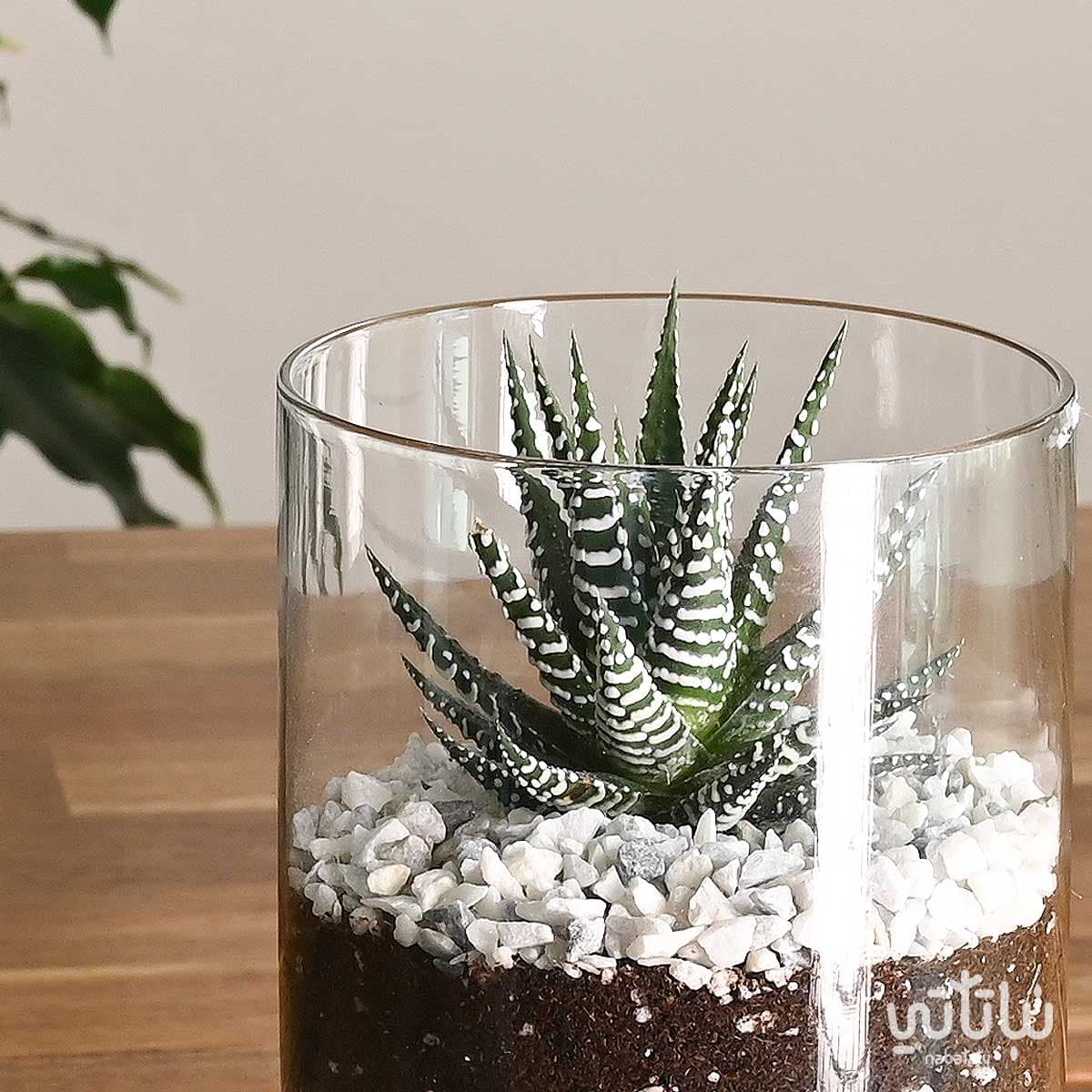 نبتة حوراء القصر صغيرة في فازة زجاجية 3