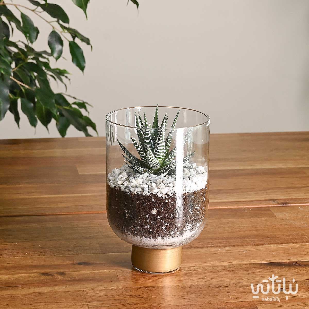 نبتة حوراء القصر صغيرة في فازة زجاجية 1