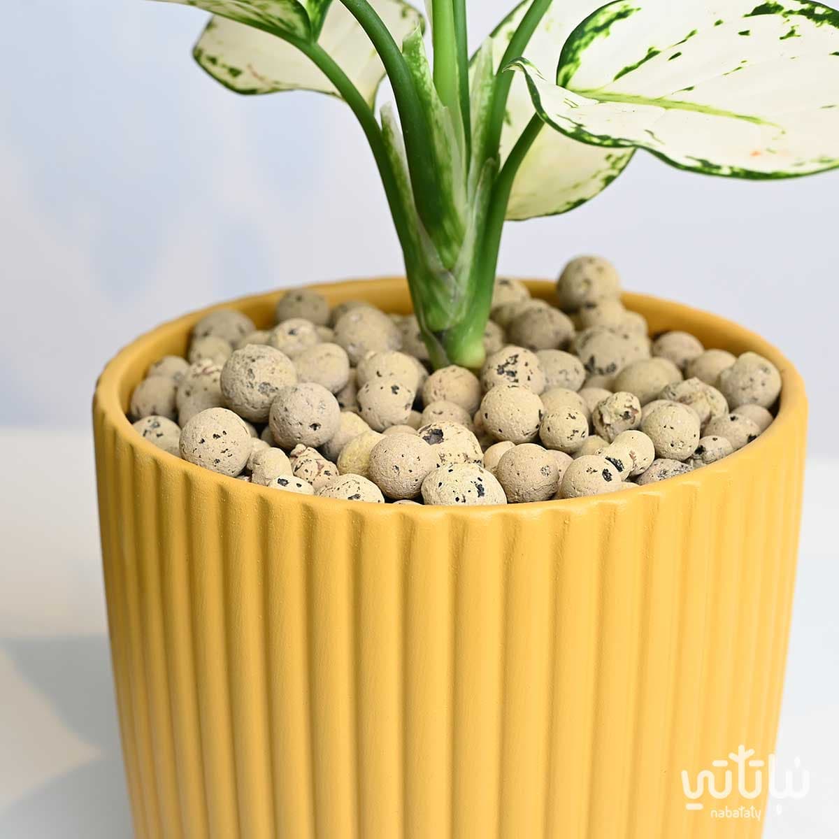 حجر الطين ليكا بيج 10 لتر 2