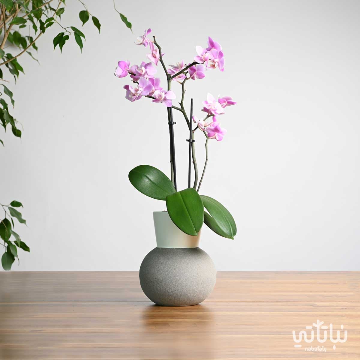نبتة اوركيد بنفسجي فاتح في اصيص سيراميك