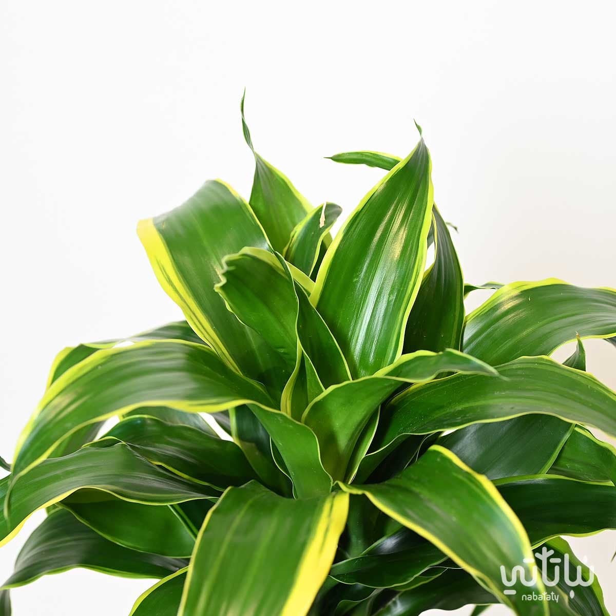 نبتة دراسينا دورادو ساقين 70 سم 2