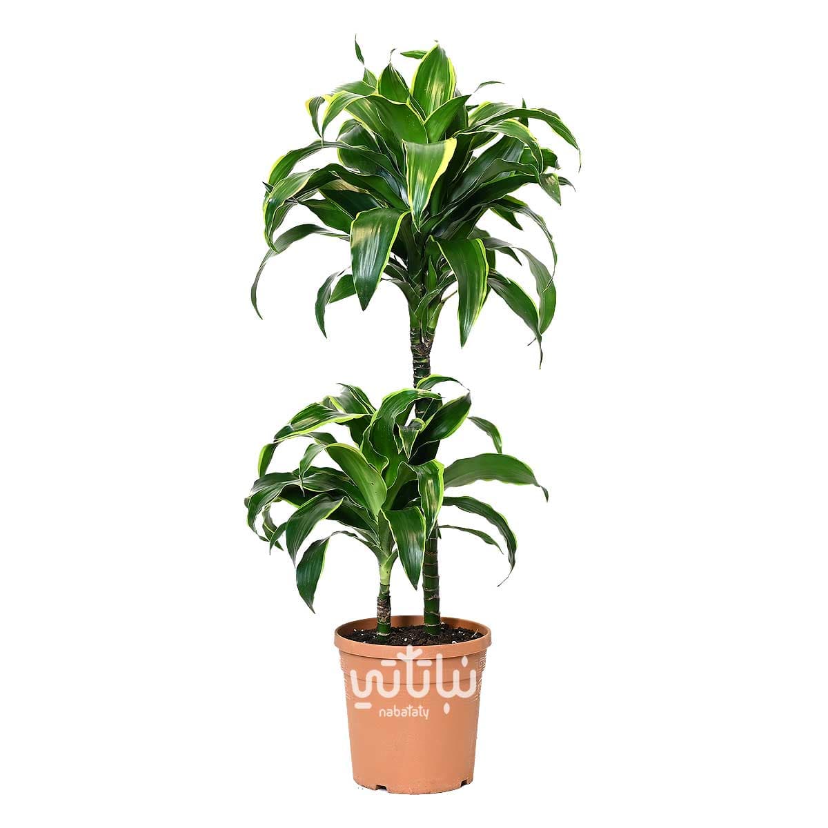 نبتة دراسينا دورادو ساقين 70 سم