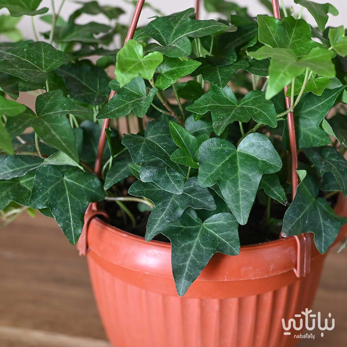 Hedera plant in a hanging pot 2