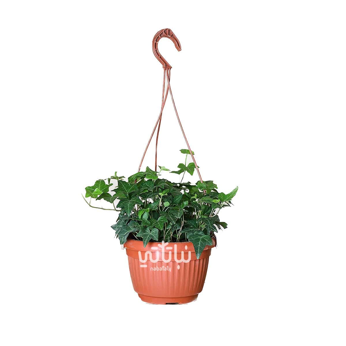 Hedera plant in a hanging pot 1