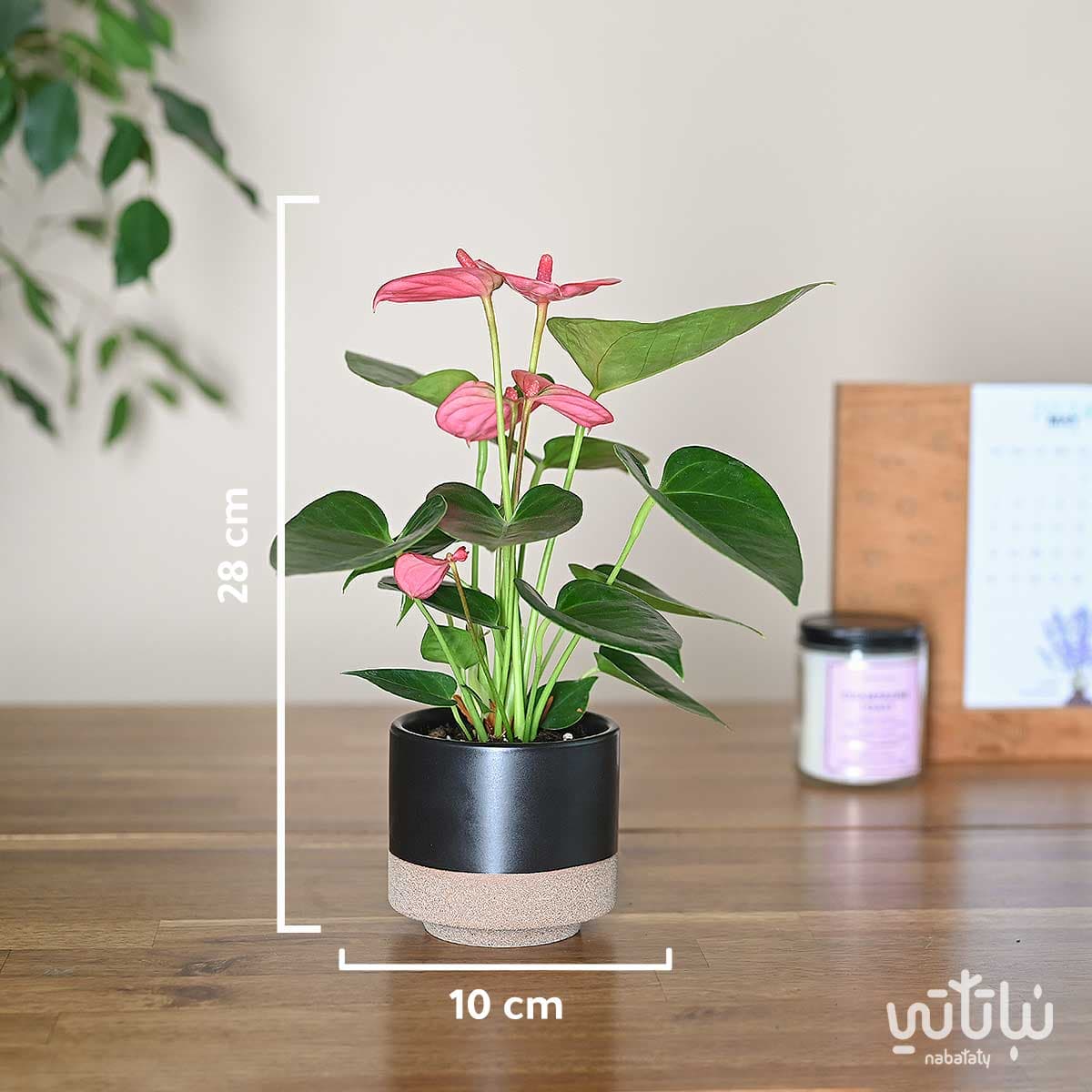 نبتة انتوريوم ازهار وردية في حوض سيراميك اسود 2