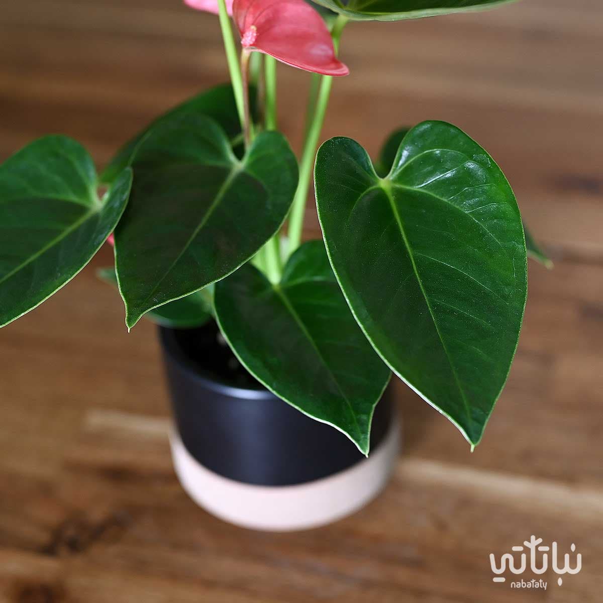 نبتة انتوريوم ازهار وردية في حوض سيراميك اسود 3