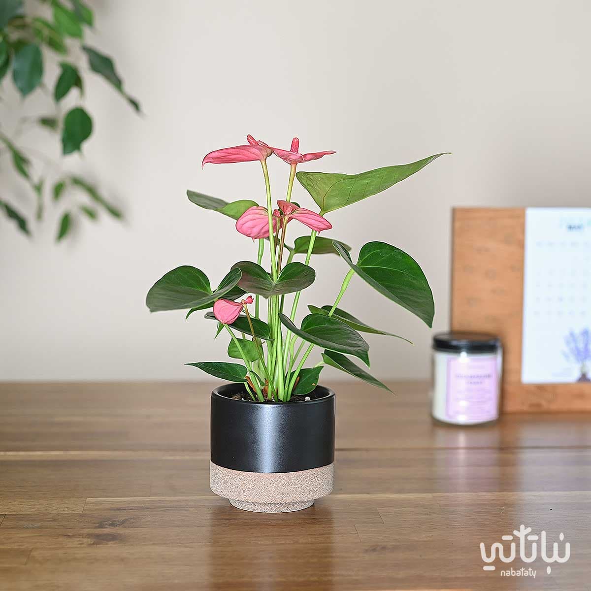 نبتة انتوريوم ازهار وردية في حوض سيراميك اسود 1