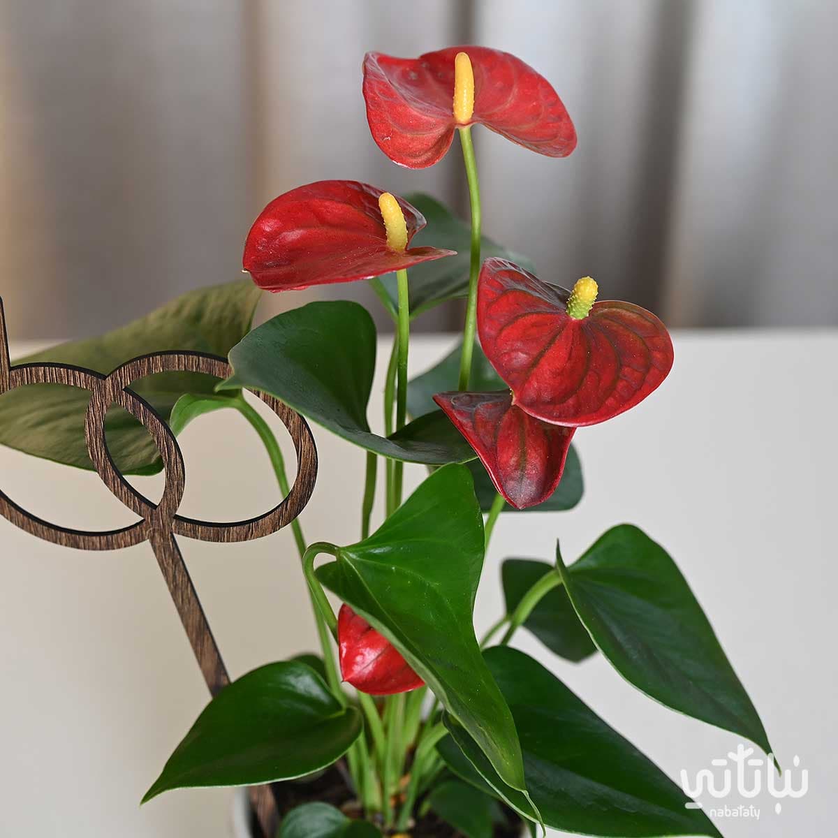 هدية الزواج نبتة انتوريوم ازهار حمراء 3