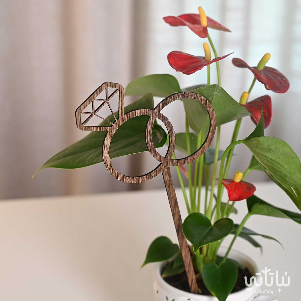 هدية الزواج نبتة انتوريوم ازهار حمراء 2