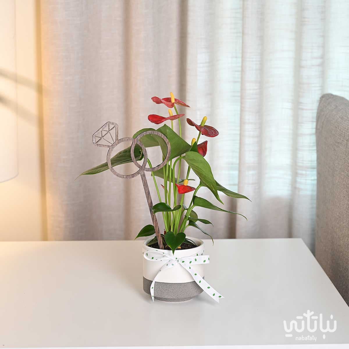 هدية الزواج نبتة انتوريوم ازهار حمراء 1