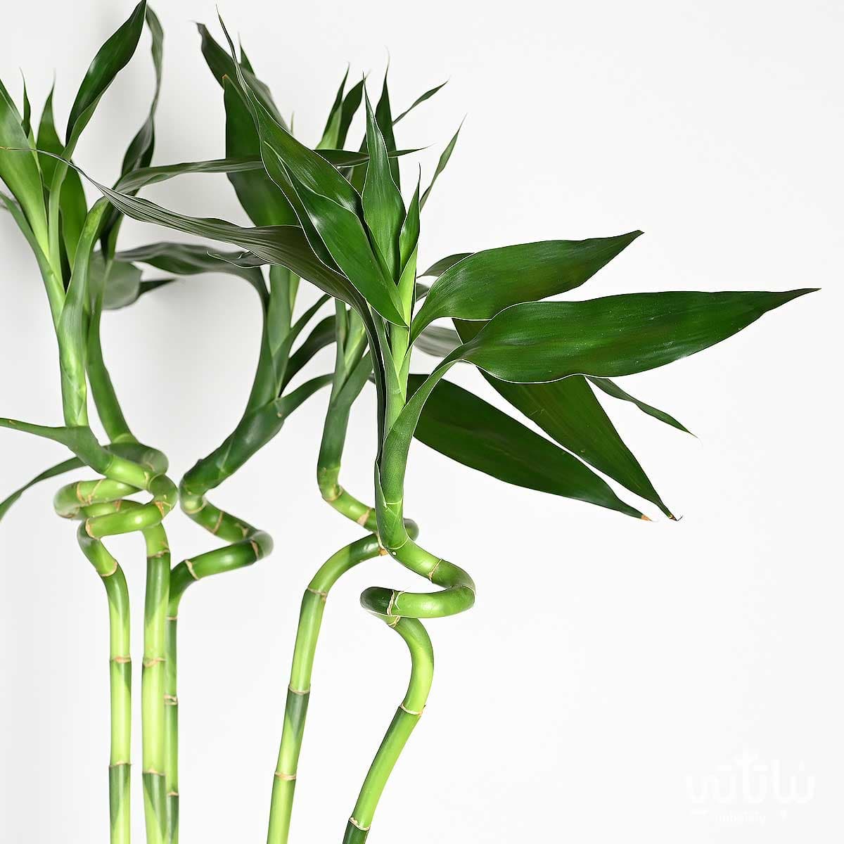 نبتة ساق البامبو اوراق كبيرة 120 سم 2