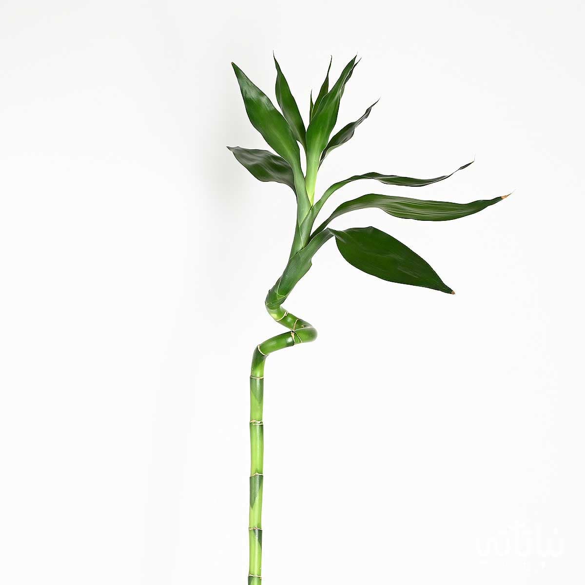 نبتة ساق البامبو اوراق كبيرة 120 سم 1