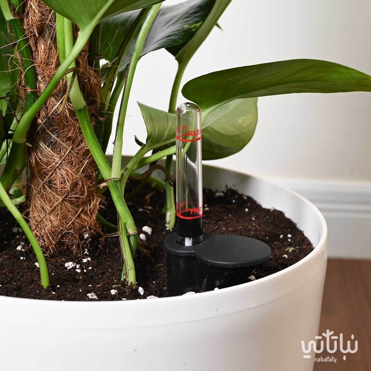 نبتة بوتس متسلقة في حوض ري ذاتي ابيض 3