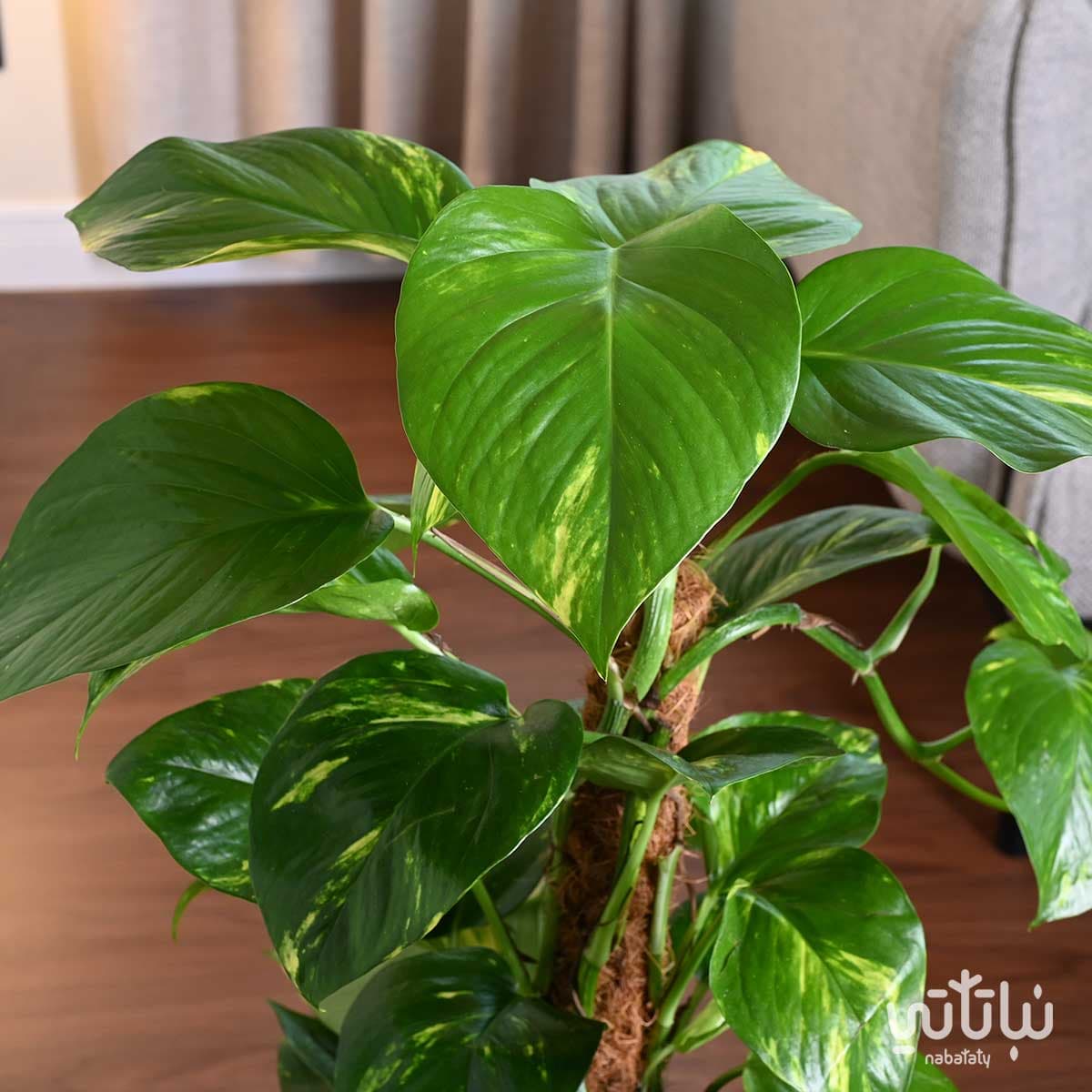 نبتة بوتس متسلقة في حوض ري ذاتي ابيض 4