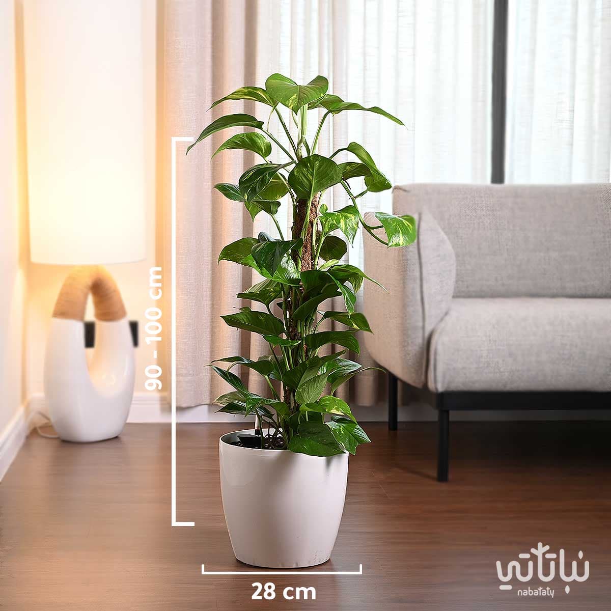 نبتة بوتس متسلقة في حوض ري ذاتي ابيض 2