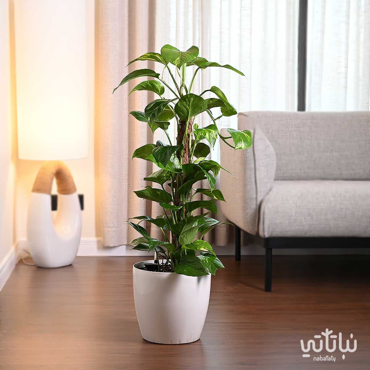 نبتة بوتس متسلقة في حوض ري ذاتي ابيض 1