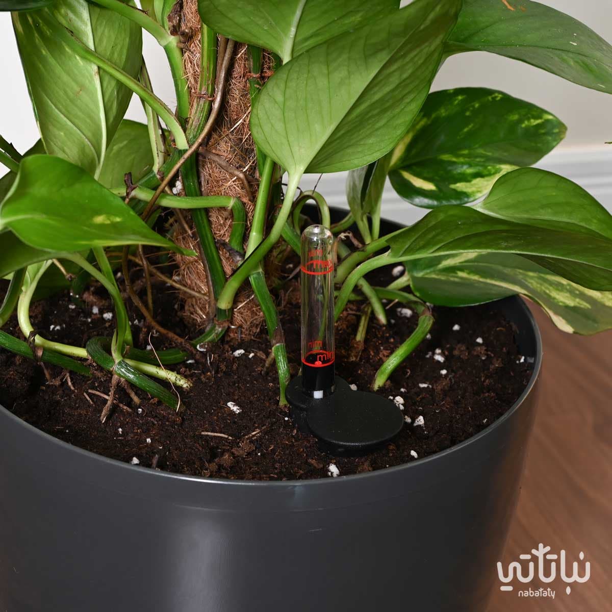 نبتة بوتس متسلقة في حوض ري ذاتي رمادي 4