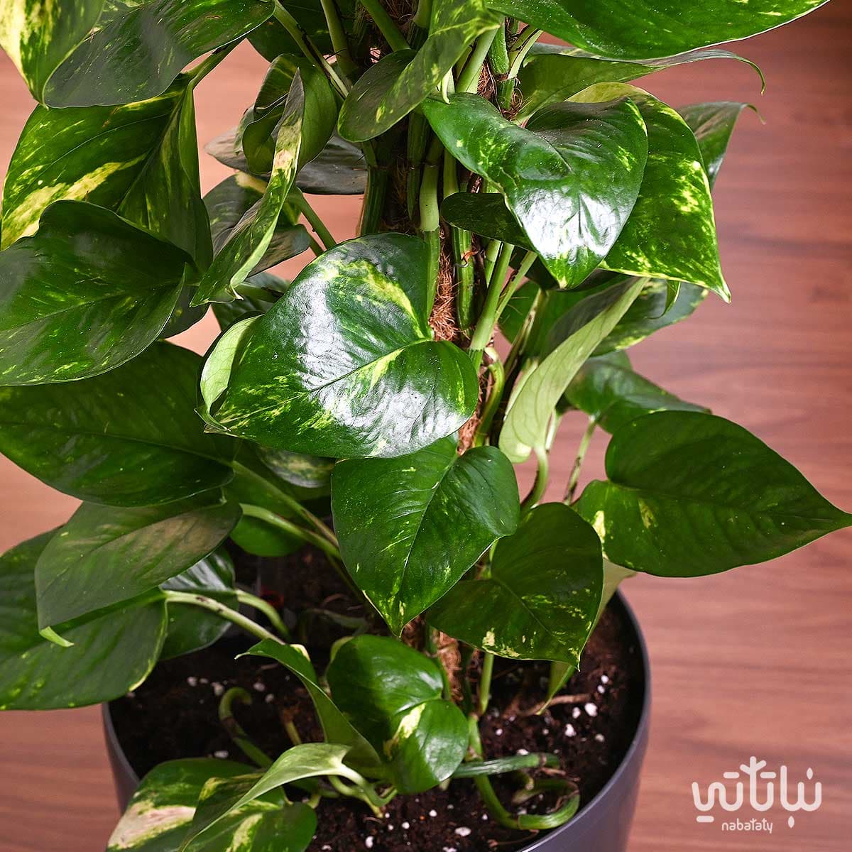 نبتة بوتس متسلقة في حوض ري ذاتي رمادي 3