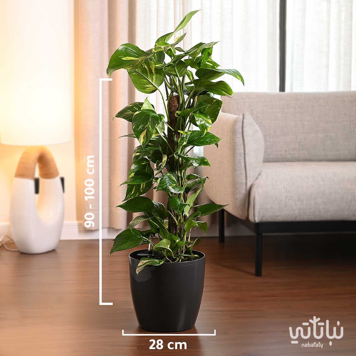 نبتة بوتس متسلقة في حوض ري ذاتي رمادي 2