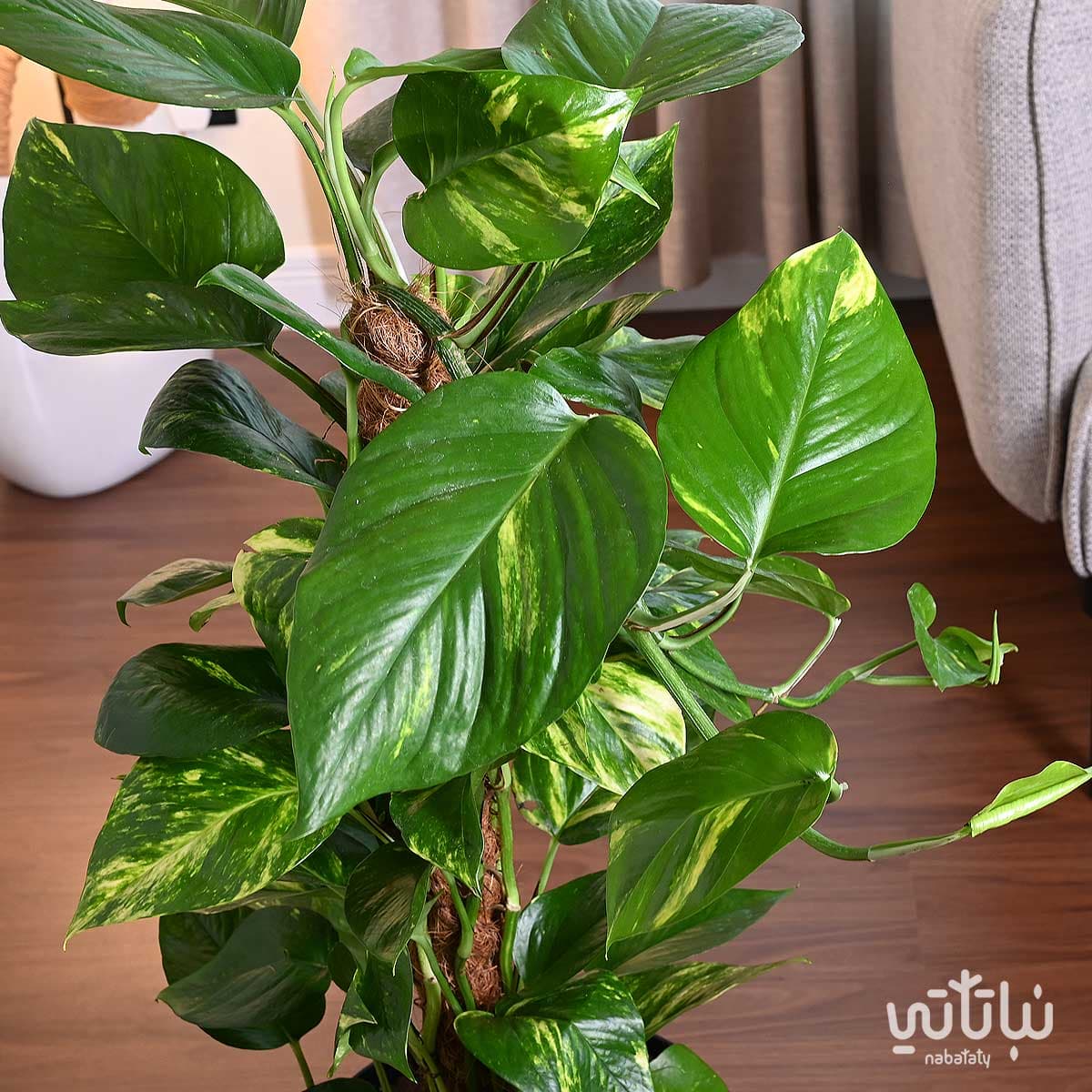 نبتة بوتس متسلقة في حوض ري ذاتي رمادي فاتح 3