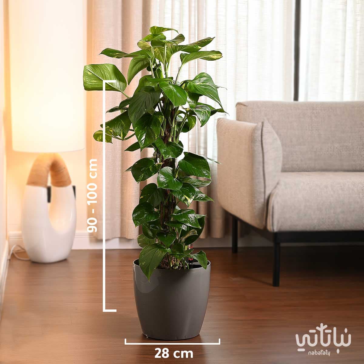 نبتة بوتس متسلقة في حوض ري ذاتي رمادي فاتح 2