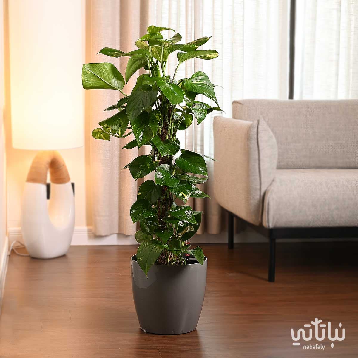 نبتة بوتس متسلقة في حوض ري ذاتي رمادي فاتح 1