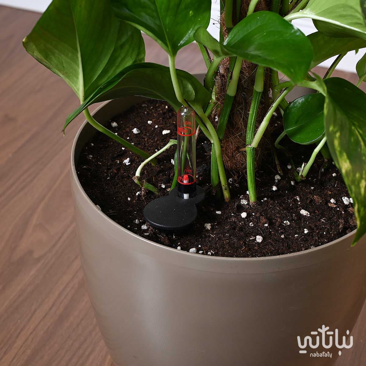 نبتة بوتس متسلقة في حوض ري ذاتي زيتي 3