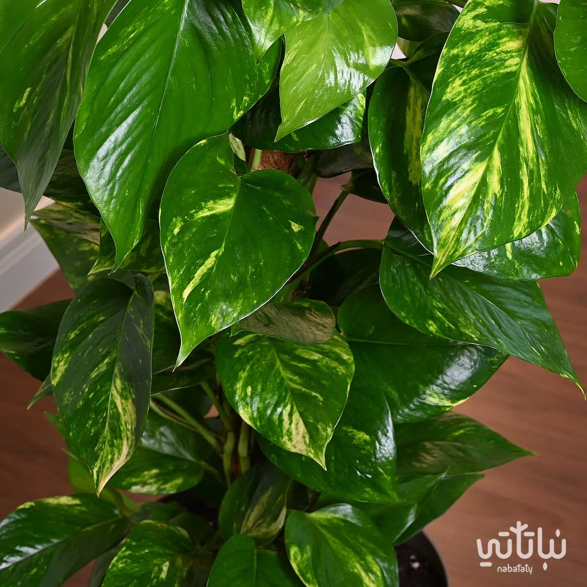 نبتة بوتس متسلقة في حوض ري ذاتي زيتي 4