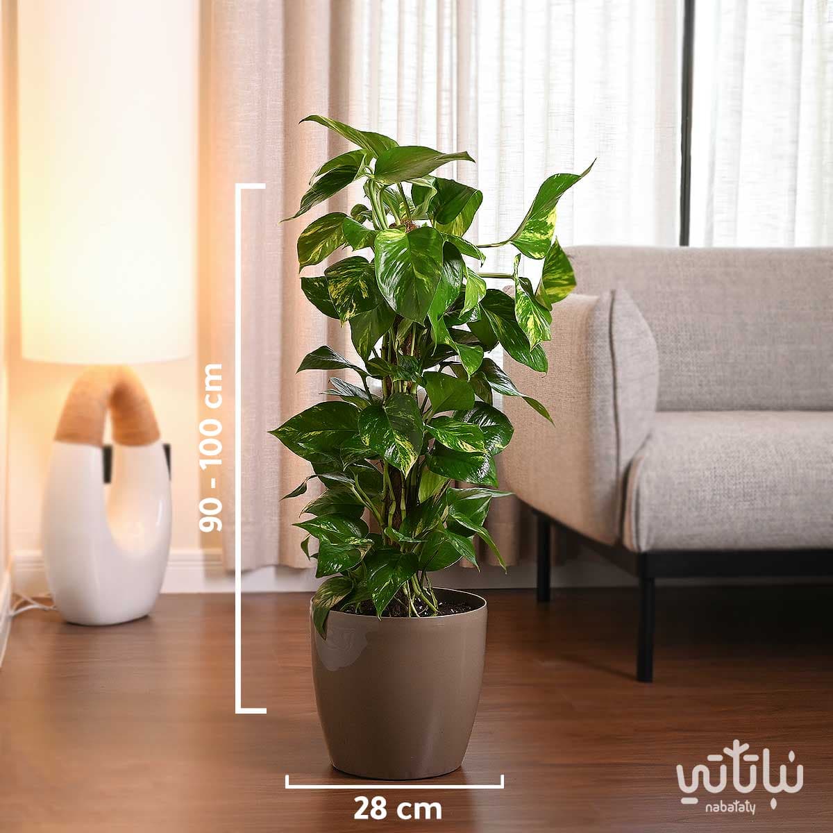 نبتة بوتس متسلقة في حوض ري ذاتي زيتي 2