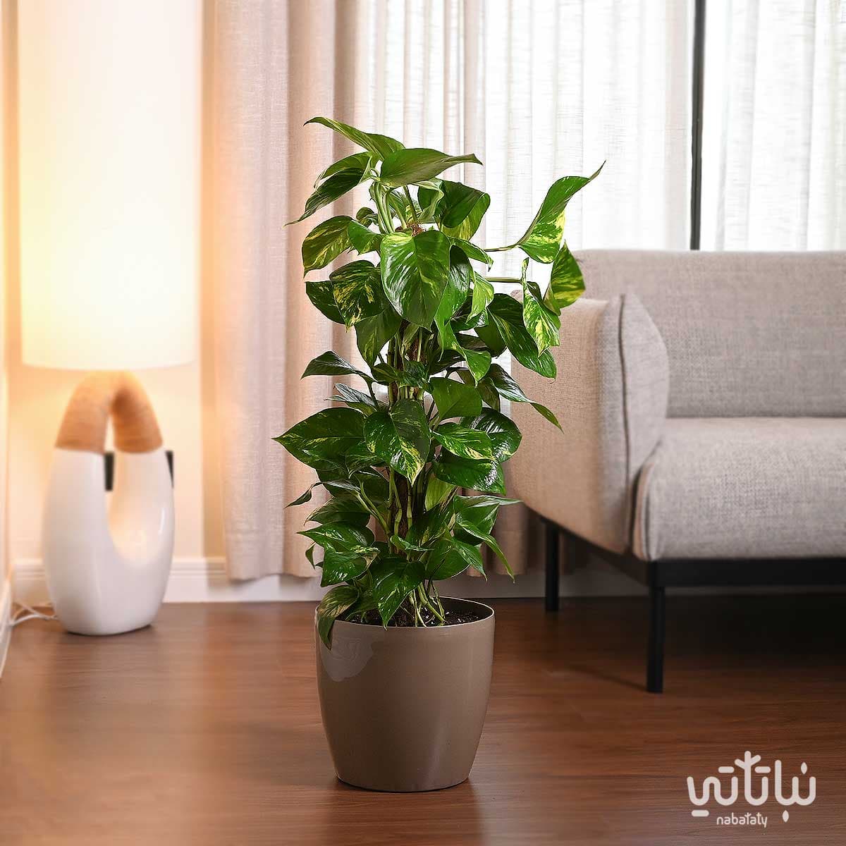 نبتة بوتس متسلقة في حوض ري ذاتي زيتي 1