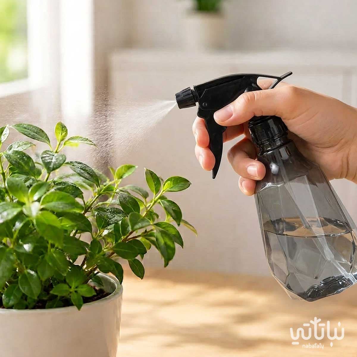 Small Transparent Grey Water Sprayer 3