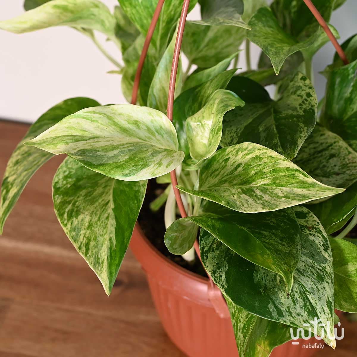 نبتة بوتس ماربل كوين في حوض معلق 2