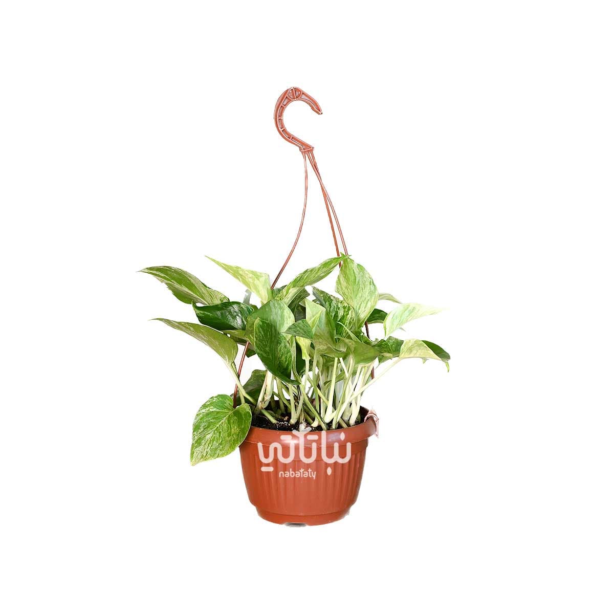 نبتة بوتس ماربل كوين في حوض معلق 1