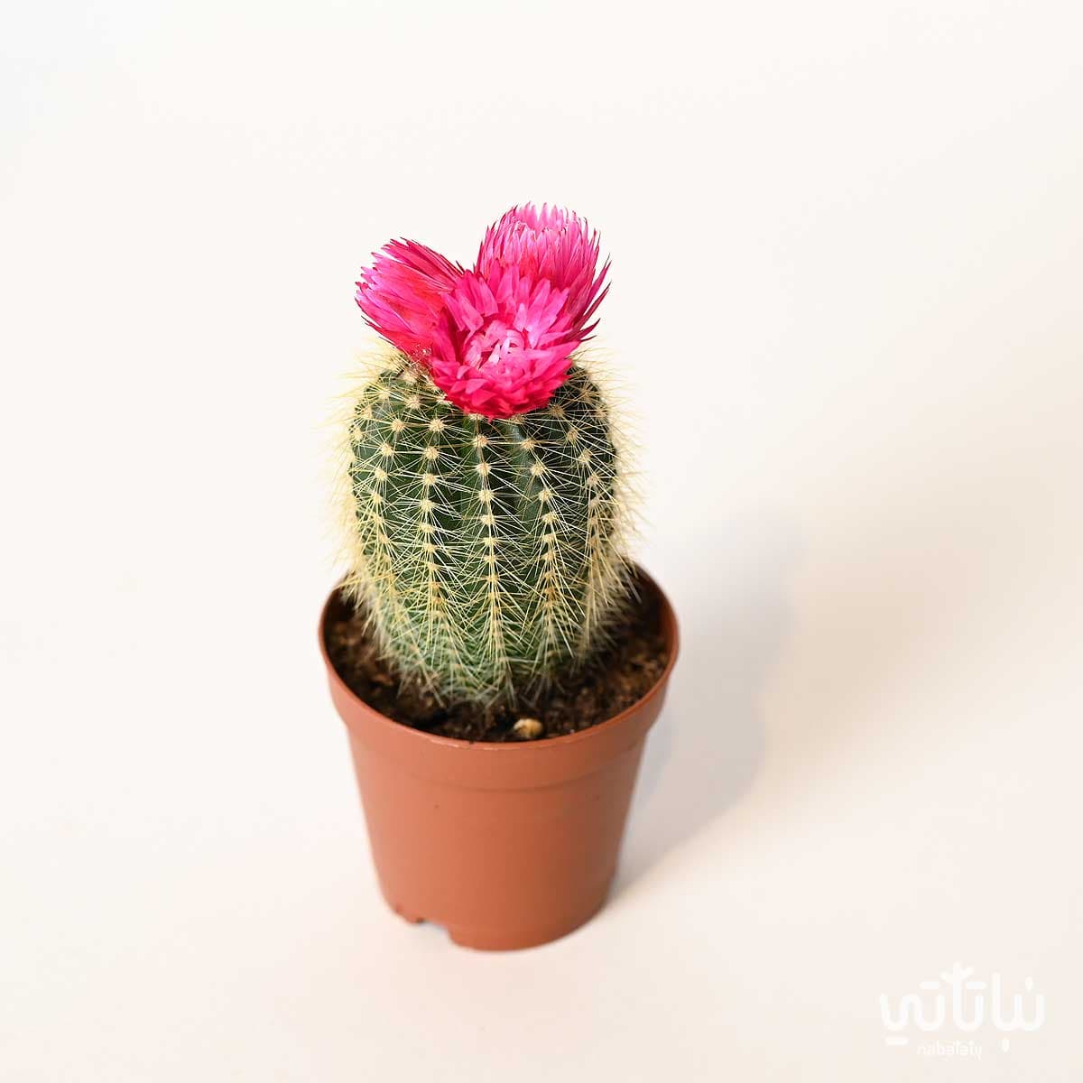 نبتة صبار صغير بورود وردي غامق 2